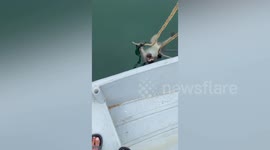 Man hilariously rants at wild monkey he rescued from drowning