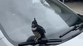 Rescued peregrine falcon returns to thank police