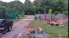 Geese chase away toddler in family's front yard