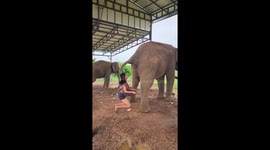 Woman shows off party trick of catching elephant dung dropping from animal's bottom