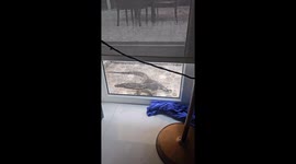 Massive monitor lizard caught wandering around outside home