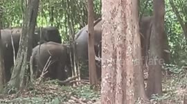 Elephant family ambles between trees in Thai forest