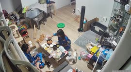 Cheeky cat jumps onto table as couple eat dinner