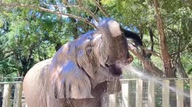 Thirsty elephant drinks water from hose to cool off