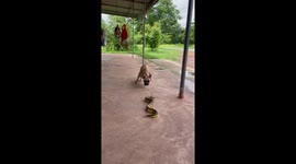 French bulldog flinches at pet ball python