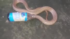 India: Cobra freed from bottle trap