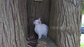 Canada: Even Kittens Are Seeking Shelter From The Sun