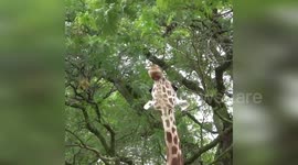 Giraffe uses long tongue to reach tree branch