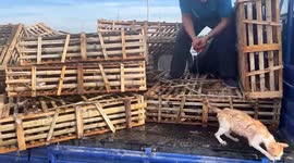 Outrage as illegal traders release cats on Chinese overpass, leading to tragic deaths