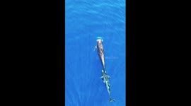 Cetaceans spotted in waters of S China