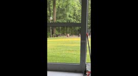 Giant woodpecker visits during morning coffee in Caledon, Ontario