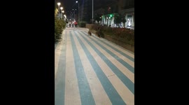 Wild boar and piglets roam Albissola Marina streets
