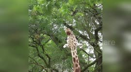 United States: Giraffe Uses Long Tongue to Reach High Branch in Milwaukee