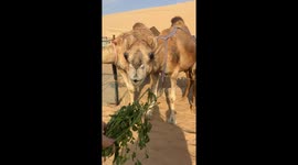 Feeding a Camel in Dubai Desert Safari: Up Close POV Adventure!