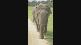 Friendly Elephant Joins the Safari! Playful Stroll in Kaudulla National Park