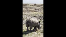 Adorable Baby Rhino with Parent in Nairobi National Park