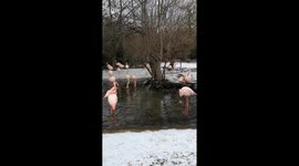 Snowy Surprise: Flamingos in Winter Wonderland at Prague Zoo!