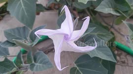 Moonflower (aka, angel's or devil's trumpet flower, datura, jimson weed) opening in South Jordan, Utah, USA.