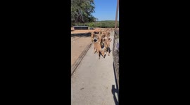 Family Cart Followed by Barbary Sheep in The Exotic Resort Zoo, Texas