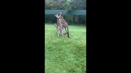 Kangaroo Showdown: Playful Brawl at Australia Zoo!