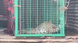 Leopard found unconscious rescued by forest officials in central India