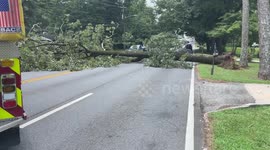 Massive Tree Down
