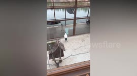 Large bird mimics little girl flapping her arms like wings behind enclosure window