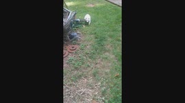 Augusta the Albino Raccoon