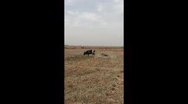 German shepherd and cow enjoy playful interaction