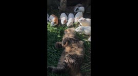 Cat Lies Peacefully Surrounded By Munching Guinea Pigs