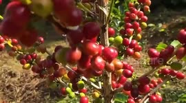 Ethiopia: Ethiopian coffee gains foothold in Chinese market