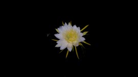 Unveiling the Night Bloom: A Glimpse of Pitaya Flower in Full Bloom