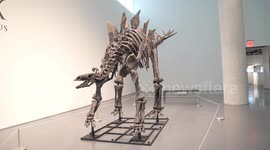 United States: Press preview for 'Apex' The 150-Million-Year-Old Stegosaurus auction