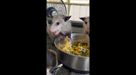 Opossum Babies Have an Egg-Cellent Dinner
