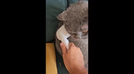 Cat Wears Slippers Made Of Own Fur