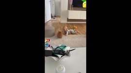 Baby Cries When Bunny Friend Turns Away