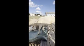 Goat Checks Out New Slide