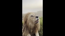 Lion shows off fabulous eyelashes in stunning close up footage