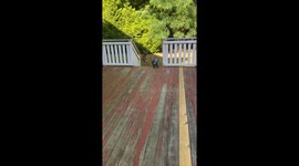 Dog and deer chase each other around homeowner's garden in heartwarming scene