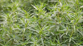 China: Chinese Medicine Plant