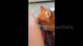 China: The Curious Case of the Orange Cat