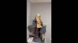 Cat Get's His Head Stuck In a Paper Bag Handle