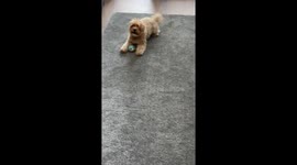 Dog Bumps His Head