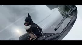 China: Rescued Peregrine Falcon Returns Twice to Thank Yibin Police