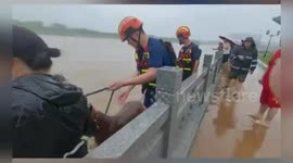 China: Firefighters Brave Torrential Waters to Rescue Trapped Horses in China