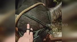 China: Firefighters Rescue Stranded Water Buffalo from Shaft in China