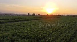 China: A Field at Sunset in Zhangjiakou, China