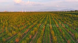 China: A Forest Seedling Base in Zhangjiakou, China