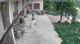 Grandmother, 80, shows off her incredible strength and skill as she presses reeds on stone roller