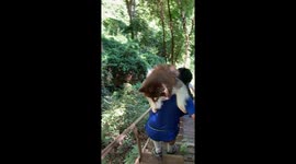 Lazy pet husky gets carried down hiking trail